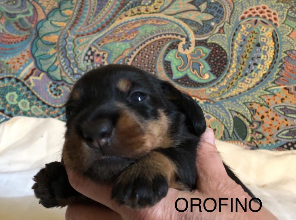 Von Der Heidekoppel - Chiots disponibles - Teckel poil dur